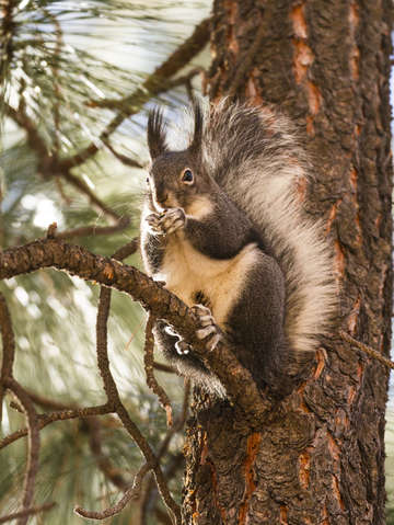 Aberts squirrel