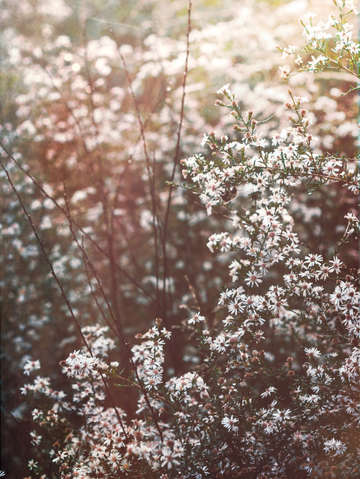 October botanical