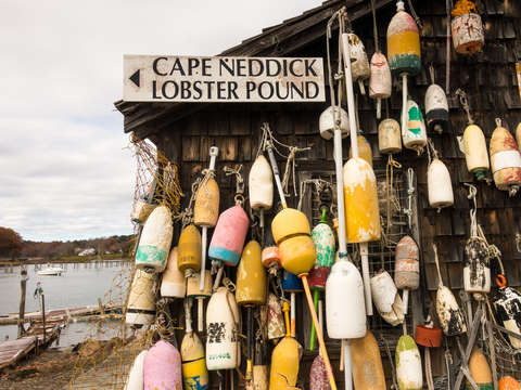 Cape neddick lobster pound