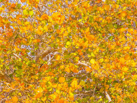 Florida autumn leaves