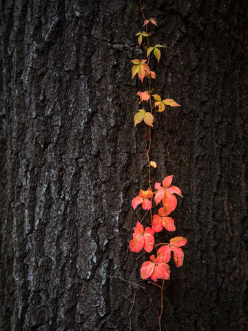 Virginia creeper on oak