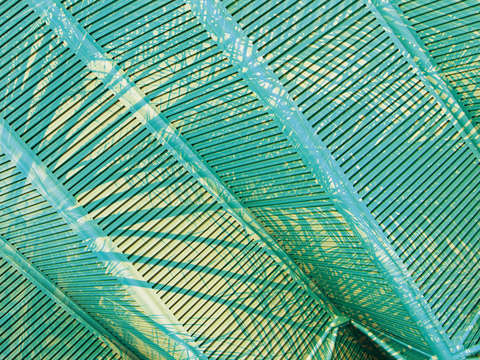 Phillips palm