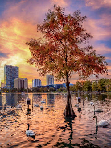 Eola tree
