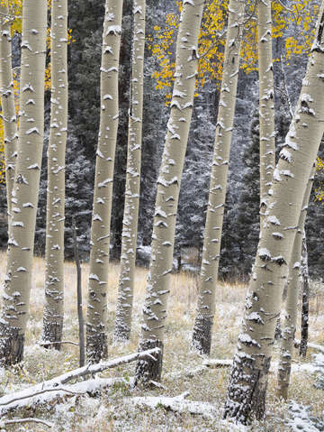 Aspens in snow