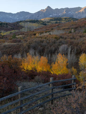Aspens on fire