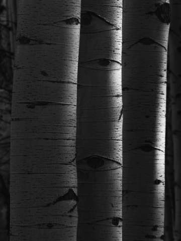 Aspen light
