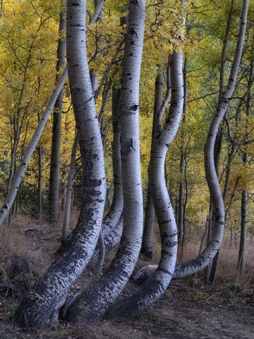 Aspen curves