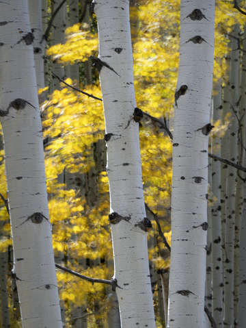 Aspen wind