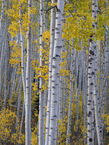 Aspen crowd