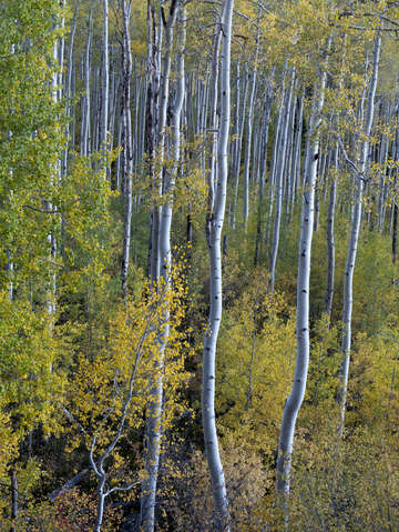 The yellow tree