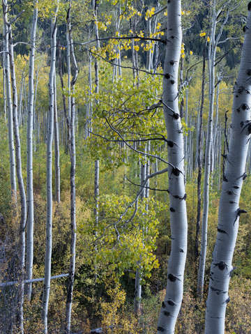 Two trees 3