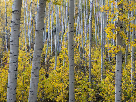 Aspen show