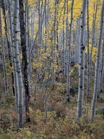 Young aspen