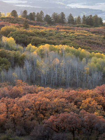 Oaks aspens