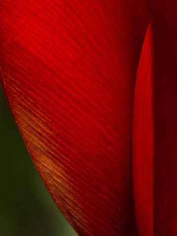 Petal edge 5
