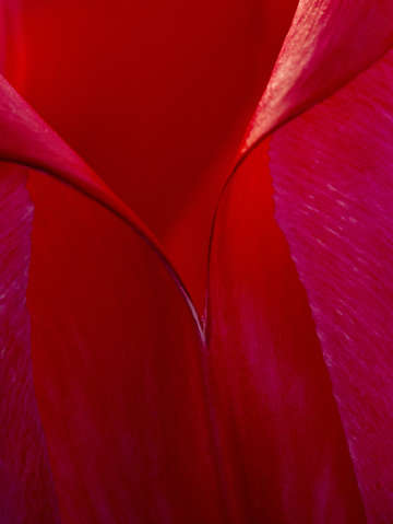 Petal project 56