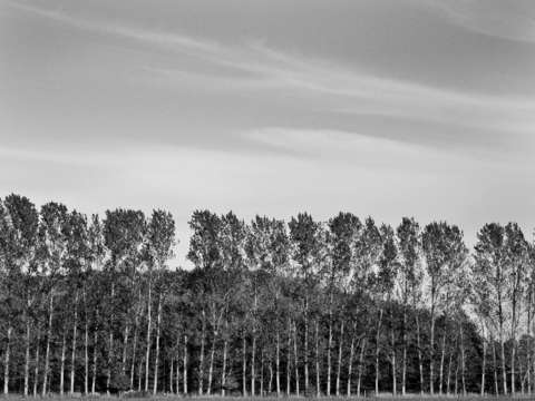 Isabel trees