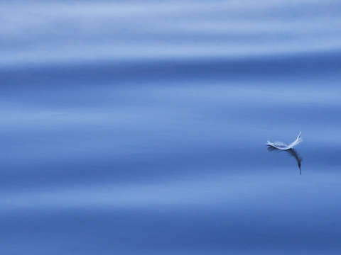 Feather on blue