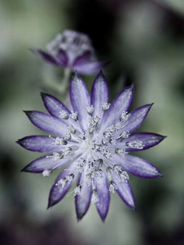 Bursting flower
