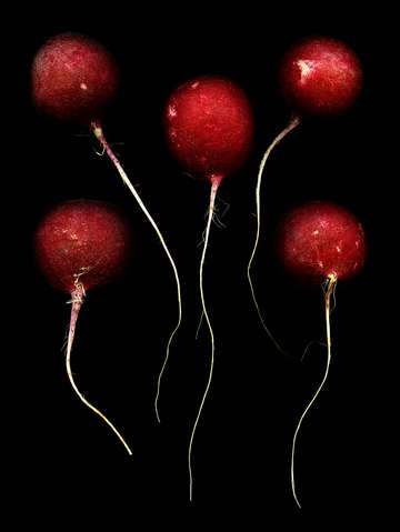 Red heads