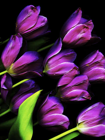 Tulips 14