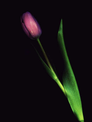 Tulip 8
