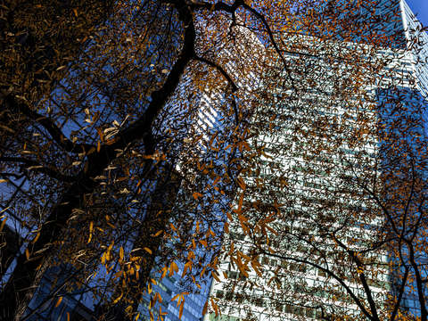 Citicorp and fall foliage nyc