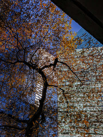 Citicorp and fall foliage nyc 2