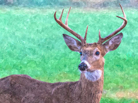 Seven point buck painterly
