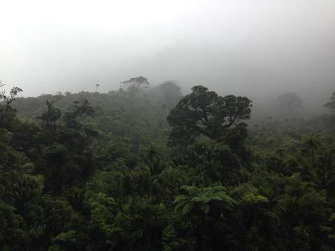 Tropical fog