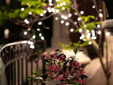 Midnight flora