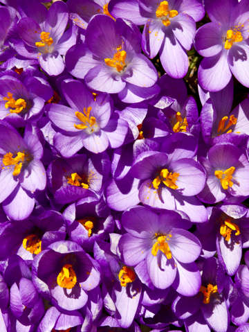 Crocus field
