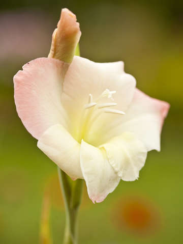 Glad light