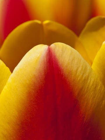 Tulip tips