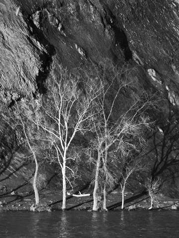 Mohawk trees