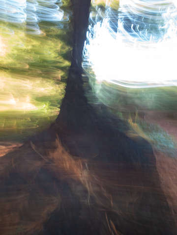 Redwood grove 02149