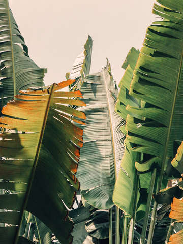 Shades of summer