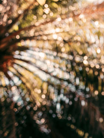 Palm abstract 1