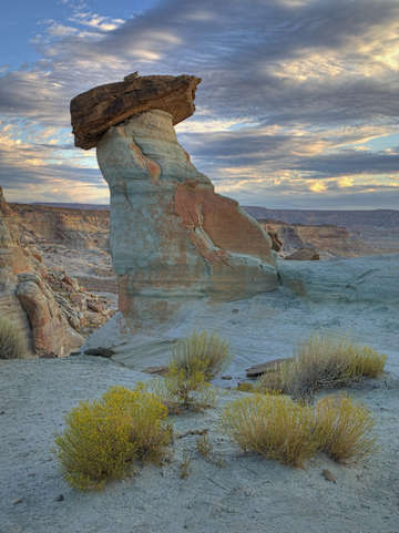 Stud horse point arizona