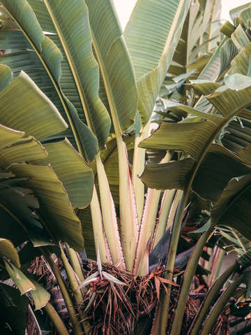 Jungle layers