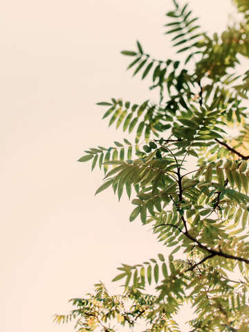 New growth 3