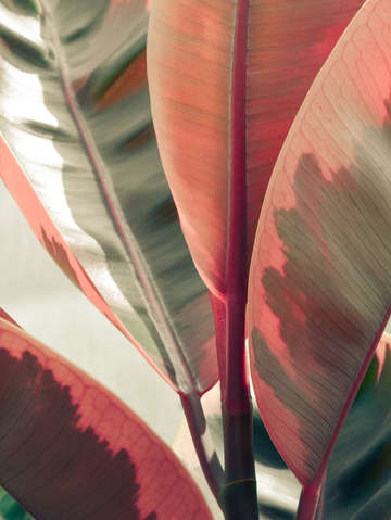 Beautiful leaves