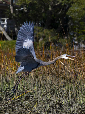 Blue heron 5