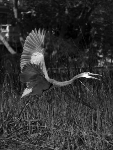 Blue heron bw