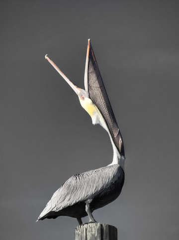 Pelican pose