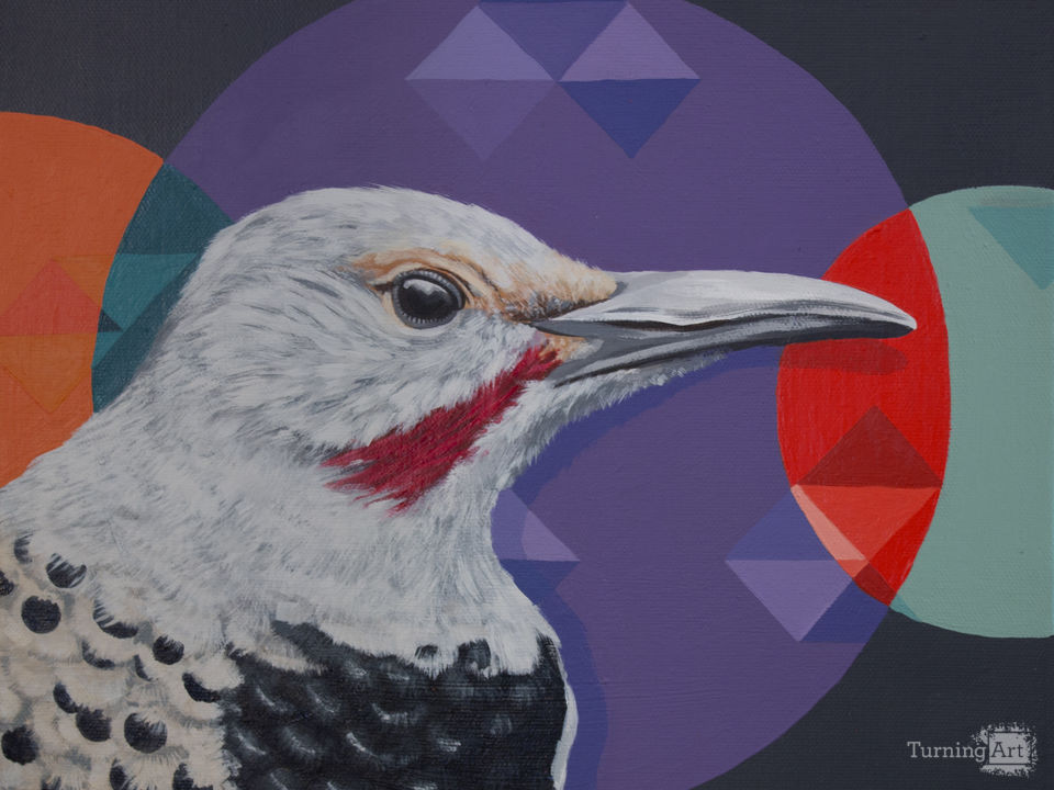 Northern flicker
