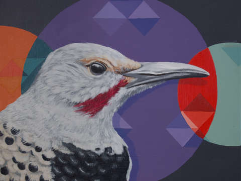 Northern flicker