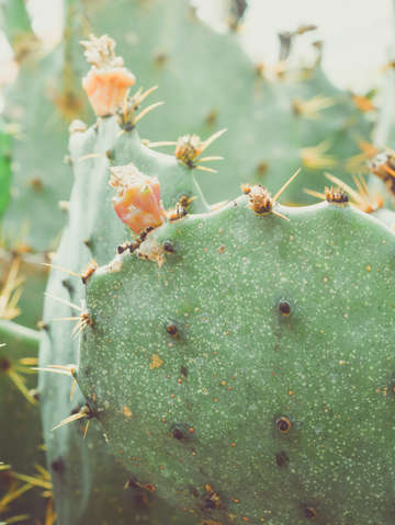 Cactus study