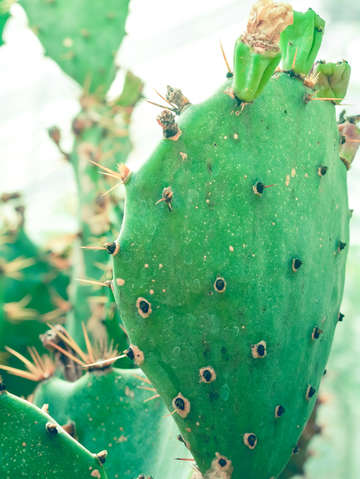 Cactus study ll