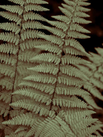 Quiet fern